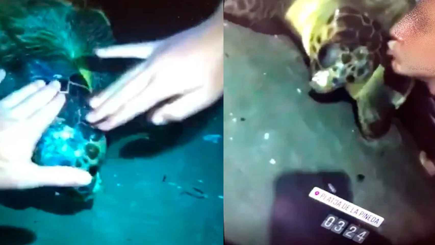 Imágenes del turista molestando a la tortuga boba