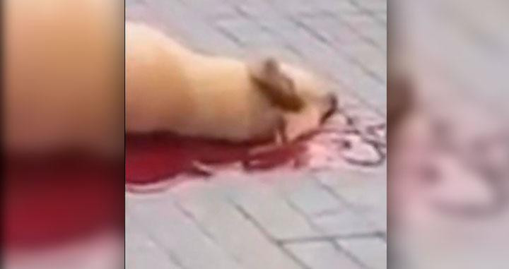 Imagen de la perra 'Sota', ya abatida por la Guardia Urbana tras morder a un agente en Barcelona / CG