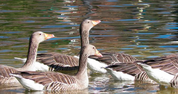 Patos en un parque de Barcelona / PIXABAY