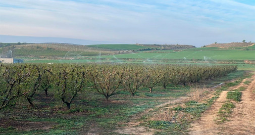 Riego por aspersión, en la madrugada del lunes, en una finca de melocotoneros de Corbins (Lleida) / UNIÓ DE PAGESOS