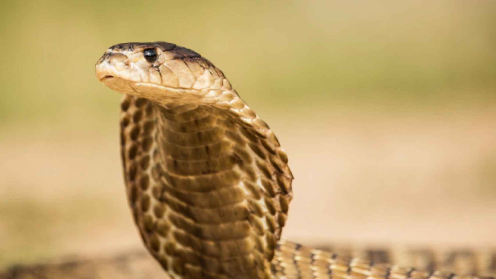 Una foto de archivo de una cobra