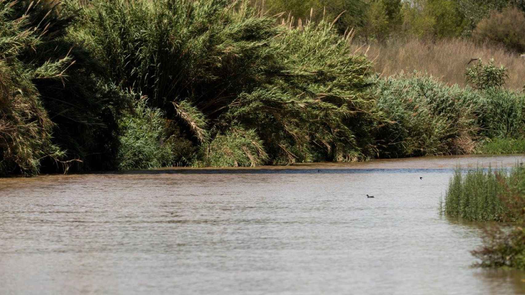 Aigües de Barcelona tiene como prioridad la protección del agua y los ecosistemas para luchar contra la emergencia climática