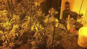 Una de las plantaciones de marihuana intervenidas / MOSSOS