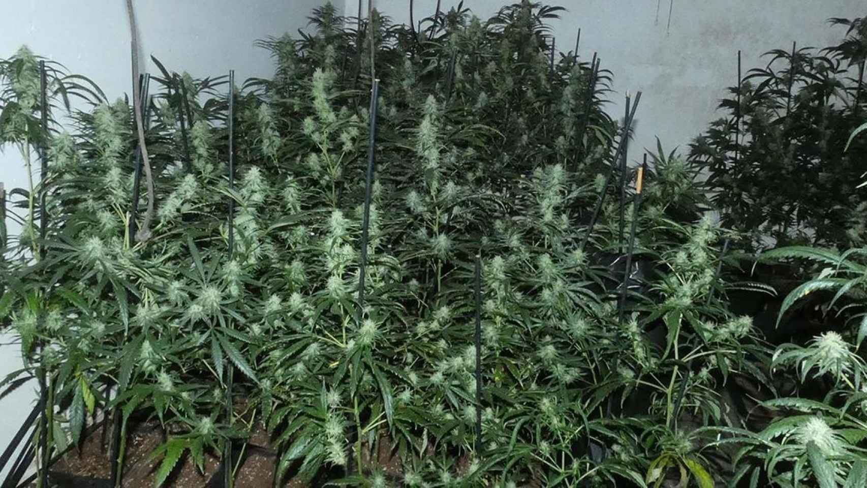 La plantación de marihuana encontrada en Terrassa / MOSSOS