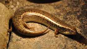 Especie de Chalcides ocellatus, procedente de Egipto / WIKIPEDIA