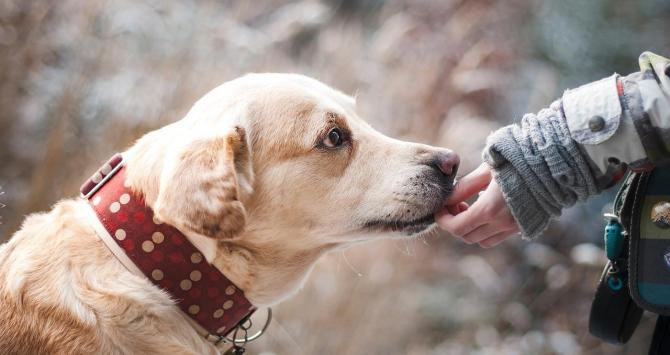 Diversas organizaciones sin ánimo de lucro trabajan por ofrecer una vida más digna a los animales abandonados / PIXABAY