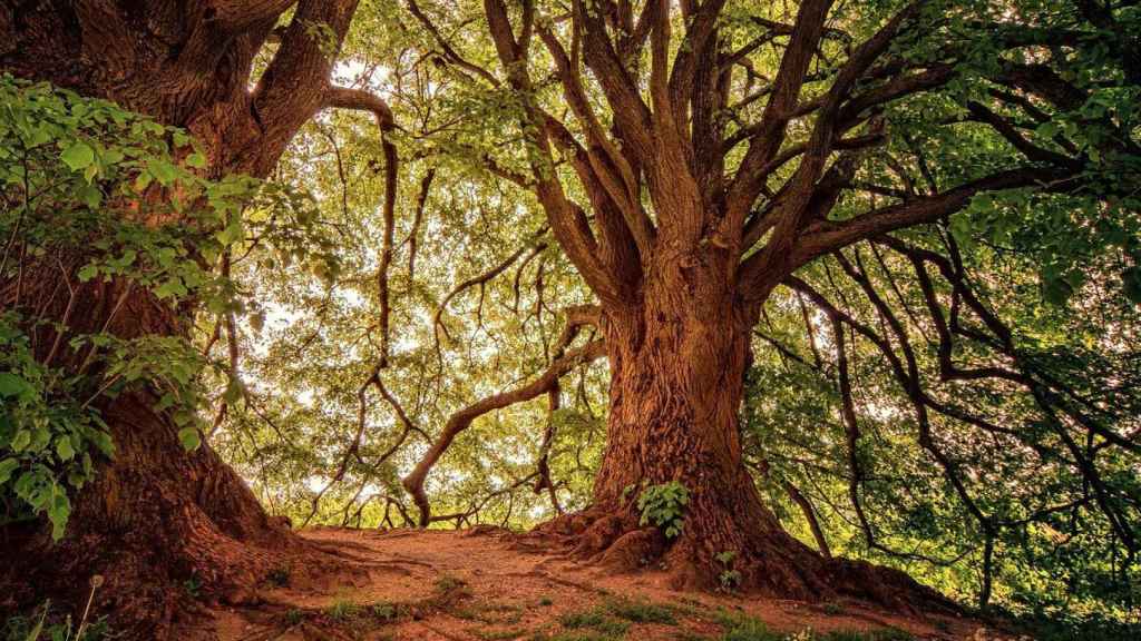 Bosque encantado de Orrius