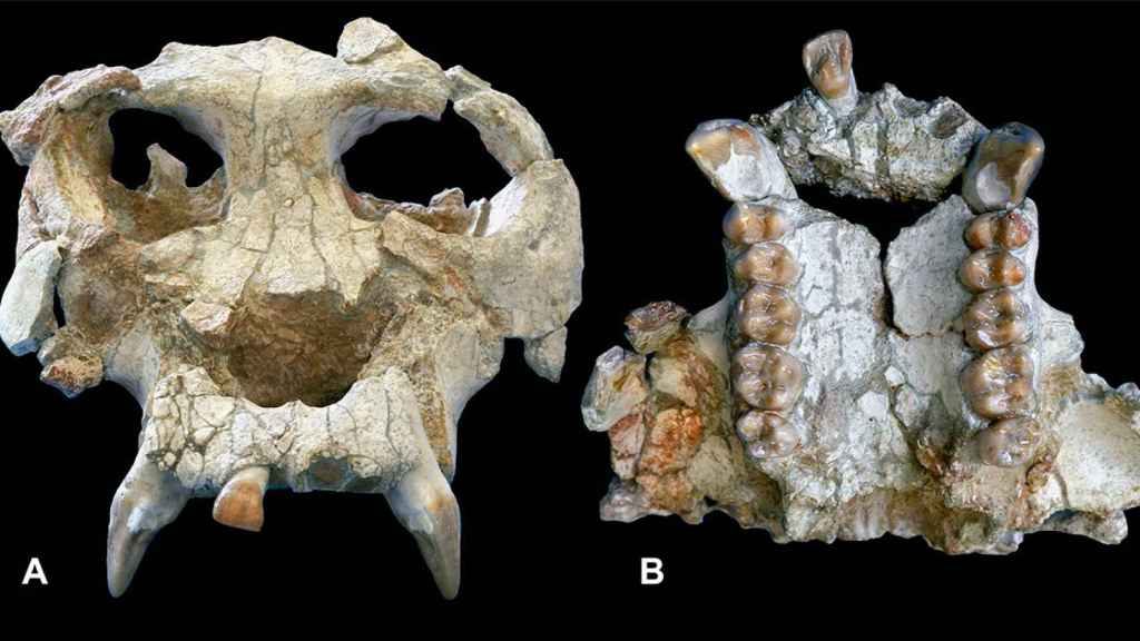 Cráneo de 'Pau', el primer antropoide que se puso de pie y cuyo hallazgo recogió 'Science' / INSTITUT CATALÀ DE PALEONTOLOGIA MIQUEL CRUSAFONT