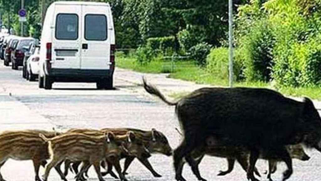 Jabalíes cruzan una carretera cerca del Parc de Collserola / EFE