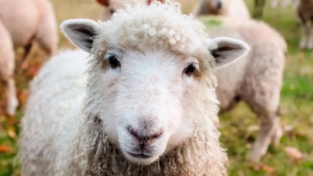 Una oveja como la sacrificada por los receptores de la denuncia / PIXABAY