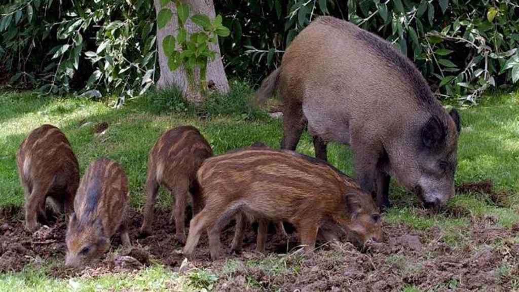 Jabalíes como los de la imagen son un problema para Barcelona y la alcaldesa Colau contrata su captura / EFE