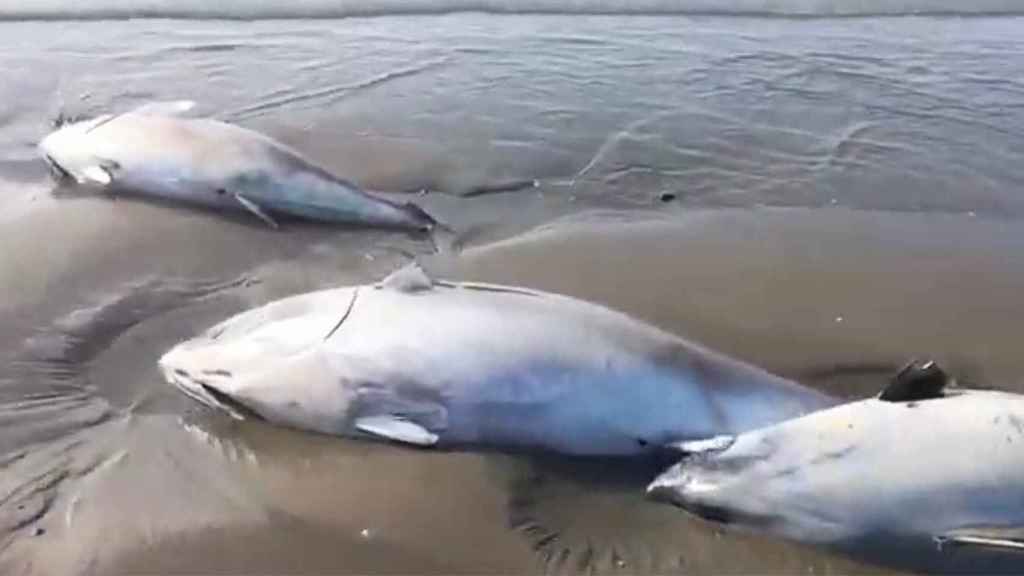 Atunes rojos de Grupo Balfegó varados en una playa del Delta del Ebro / CG