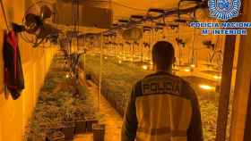 Uno de los agentes de la Policía Nacional que ha participado en el desmantelamiento de una macroplantación de marihuana en una nave industrial de Sabadell / CNP