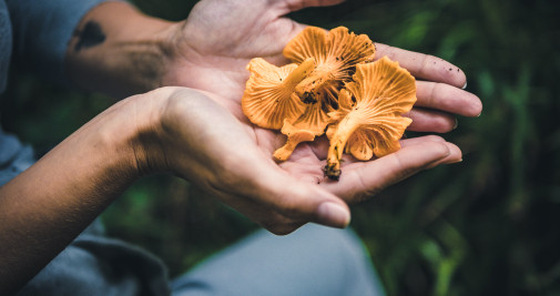 Recogida de setas en otoño / PIXABAY