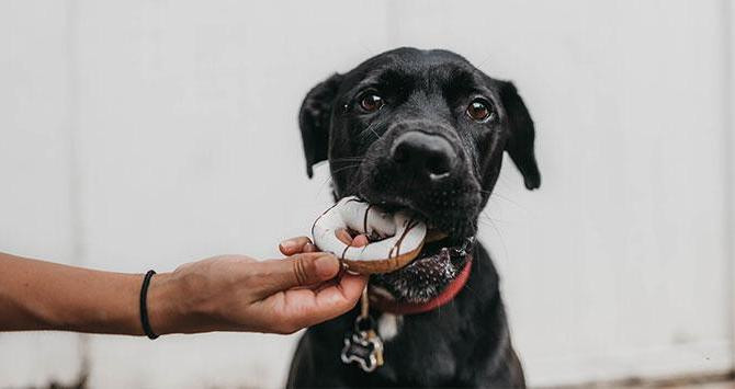 Perro mordiendo su juguete en lugar de pienso personalizado creado por una empresa catalana / UNSPLASH