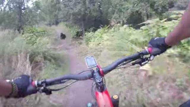 El momento en el que el ciclista se encontró al oso / CG