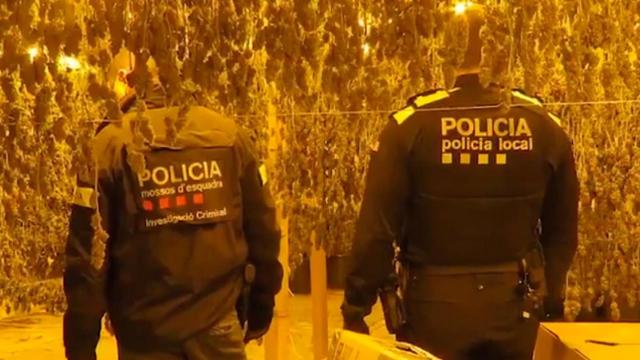 Un mossos y un policía local, en la nave de la macroplantación de marihuana en Olesa / MOSSOS