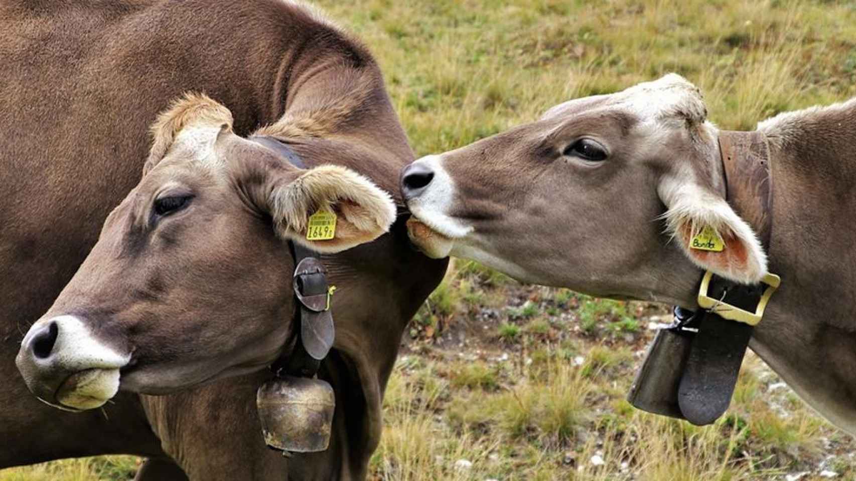 Dos vacas en el monte