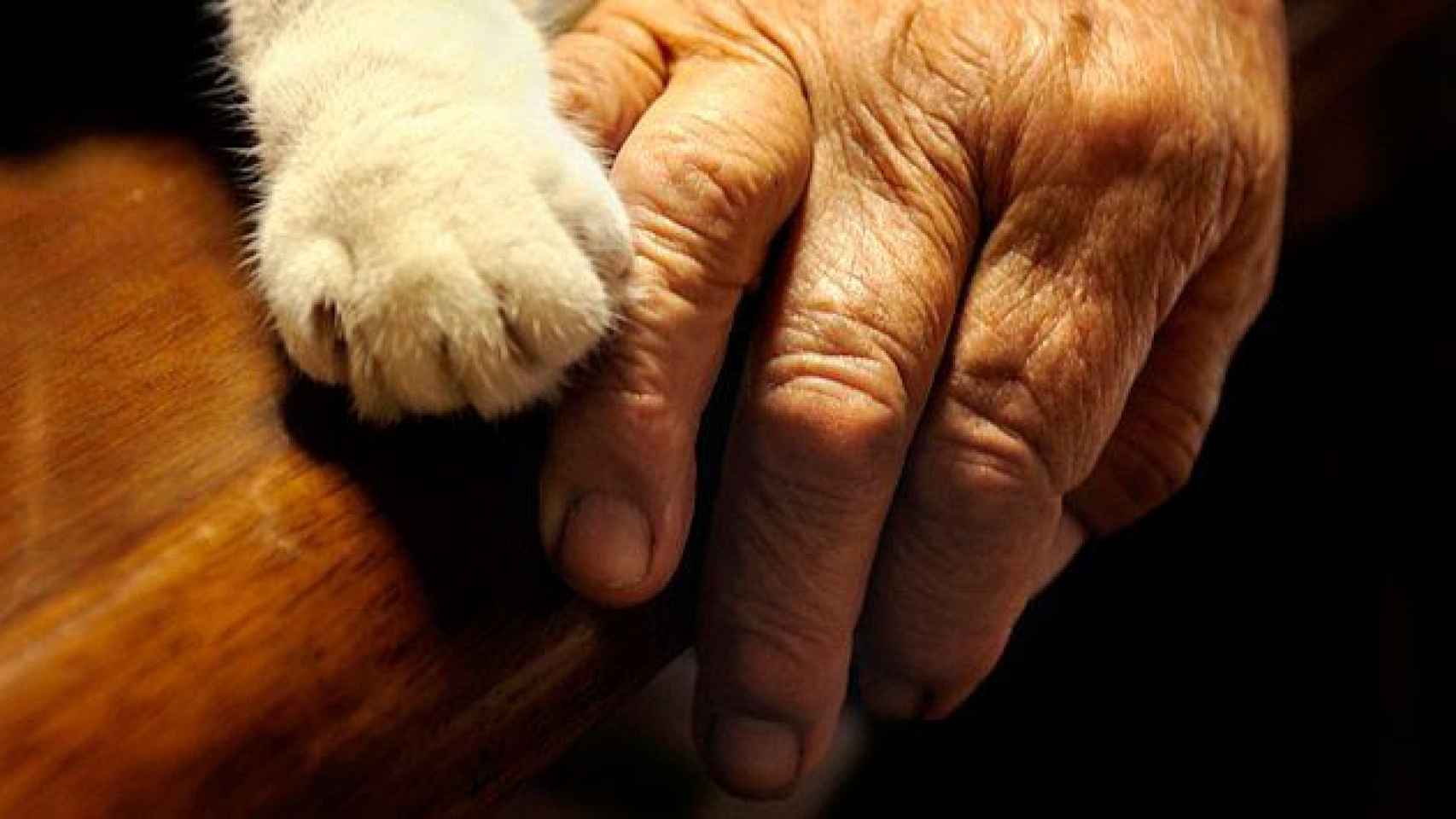 La mano de una anciana con la pata de su gato / CG