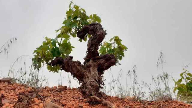 Cepa de tempranillo y el suelo de arcilla roja característico de Valdepeñas / MARC LECHA