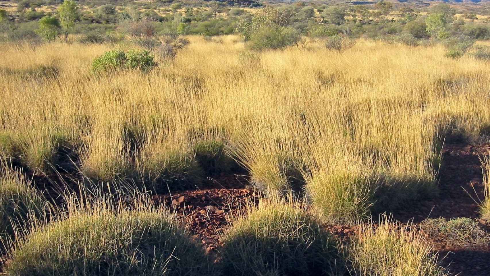 Una foto de archivo de la planta, spinifex, que sabe a patata frita