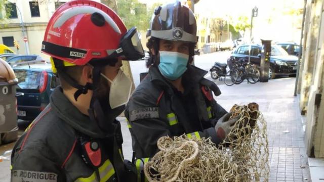 El rescate de los bomberos de Barcelona a la gallina atrapada / TWITTER