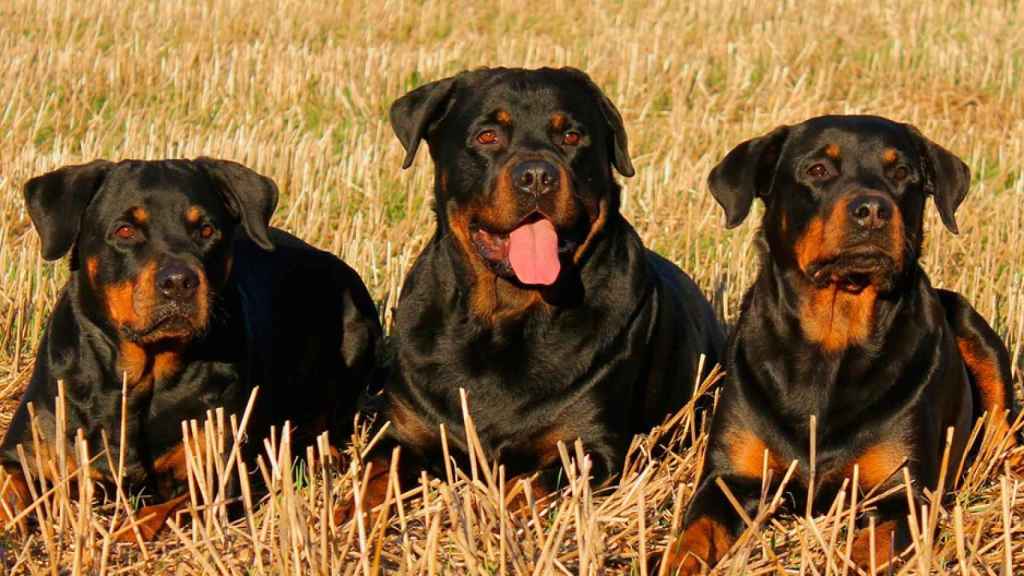 Tres perros de la raza rottweiler / PIXABAY