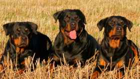 Tres perros de la raza rottweiler / PIXABAY