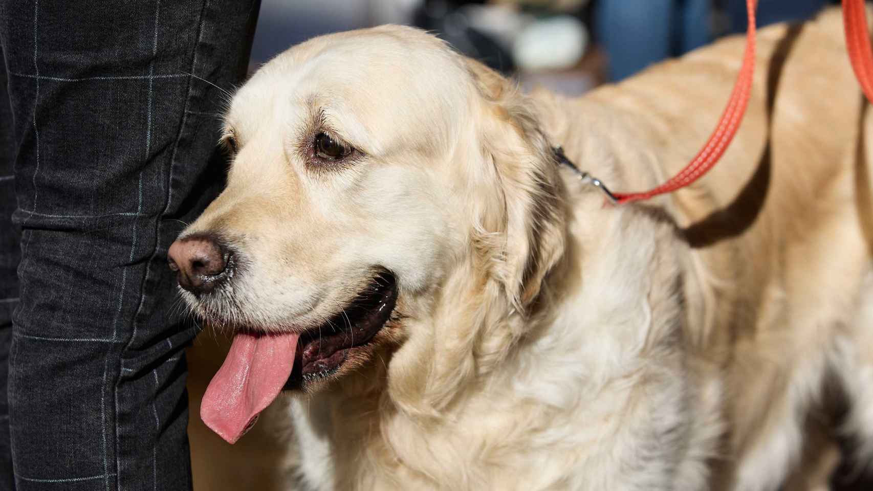 Una mascota, que el veterinario recomienda