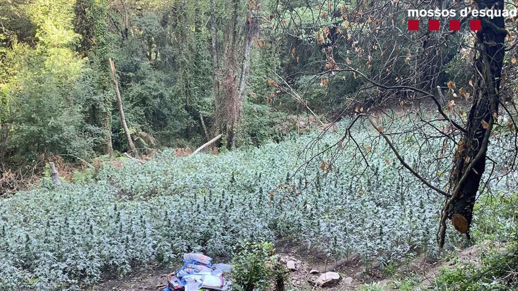 Una de las plantaciones de marihuana encontradas por los Mossos / MOSSOS