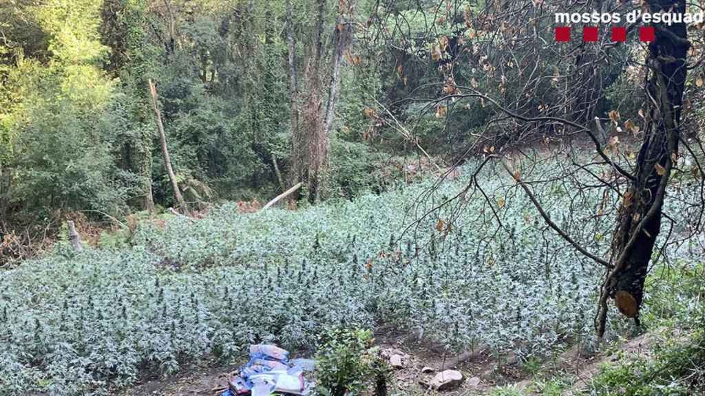 Una de las plantaciones de marihuana encontradas por los Mossos / MOSSOS