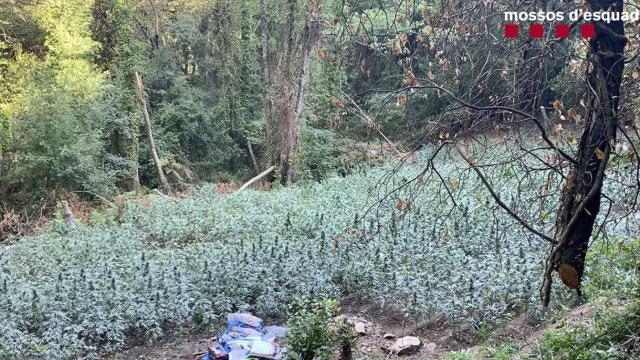 Una de las plantaciones de marihuana encontradas por los Mossos / MOSSOS
