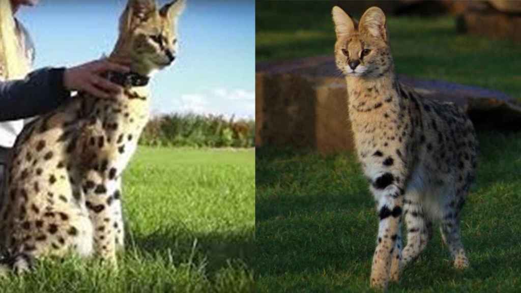 Un serval / TWITTER