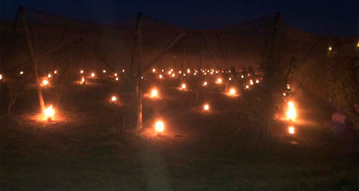 Botes de parafina quemándose en la madrugada del domingo en campos de frutales de Lleida para reducir los daños de las heladas / ASAJ