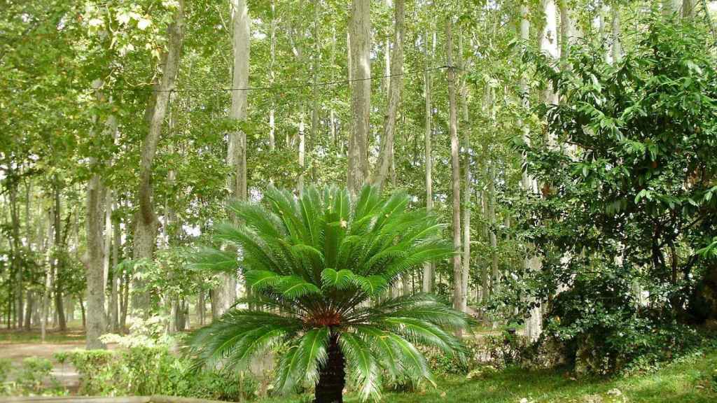 Interior del parque de la Dehesa, uno de los mejores espacios para hacer deporte al aire libre en Girona / Klimmanet - CREATIVE COMMONS 2.0