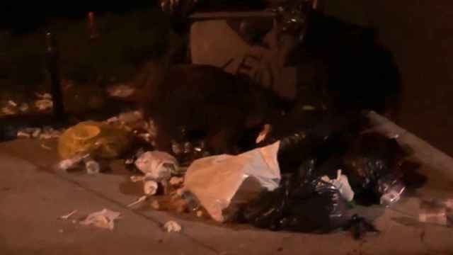 Un jabalí busca comida entre la basura en Horta / CG