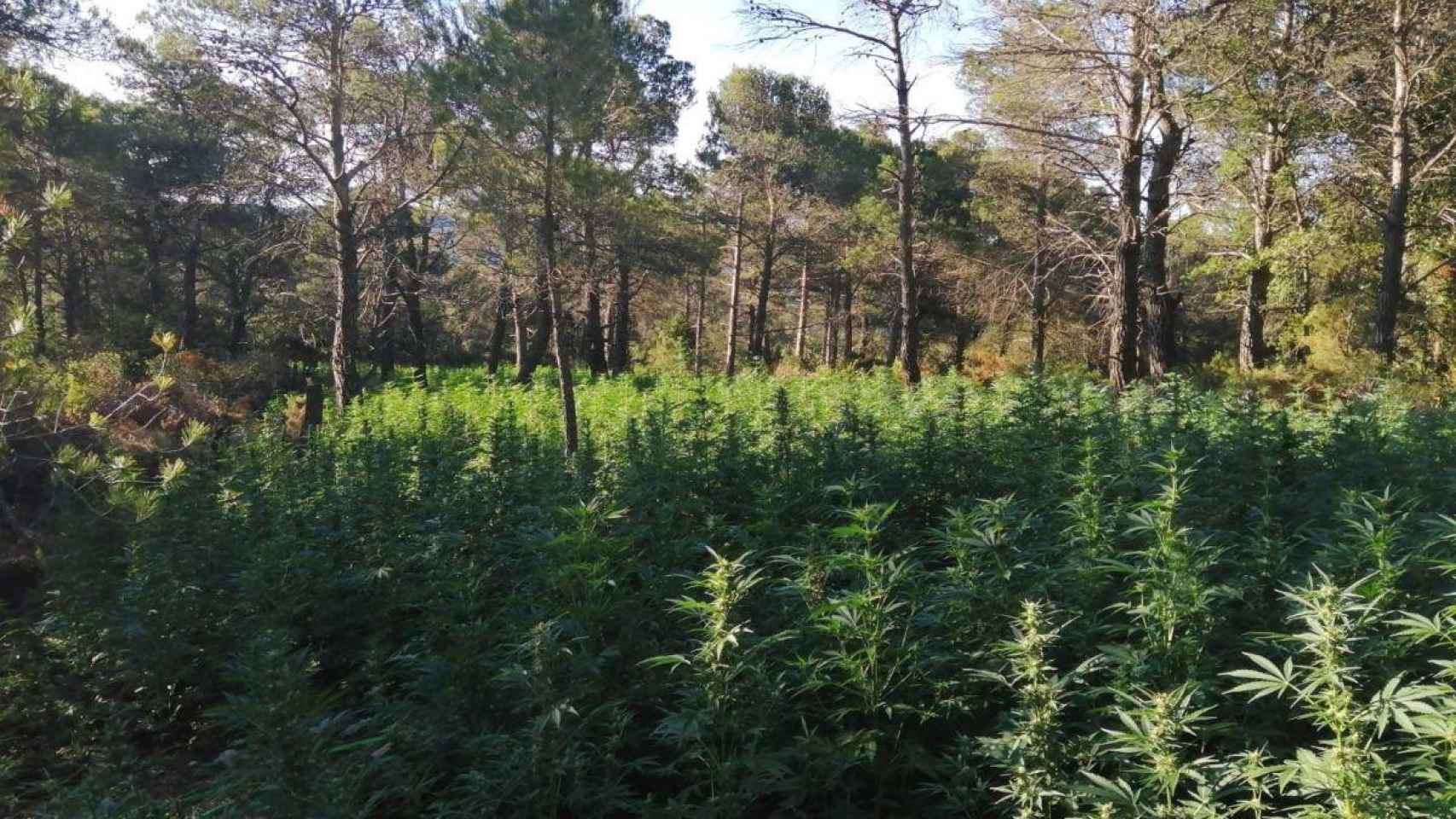 Imagen de la plantación de más de 12.000 plantas de marihuana en Querol / MOSSOS D'ESQUADRA