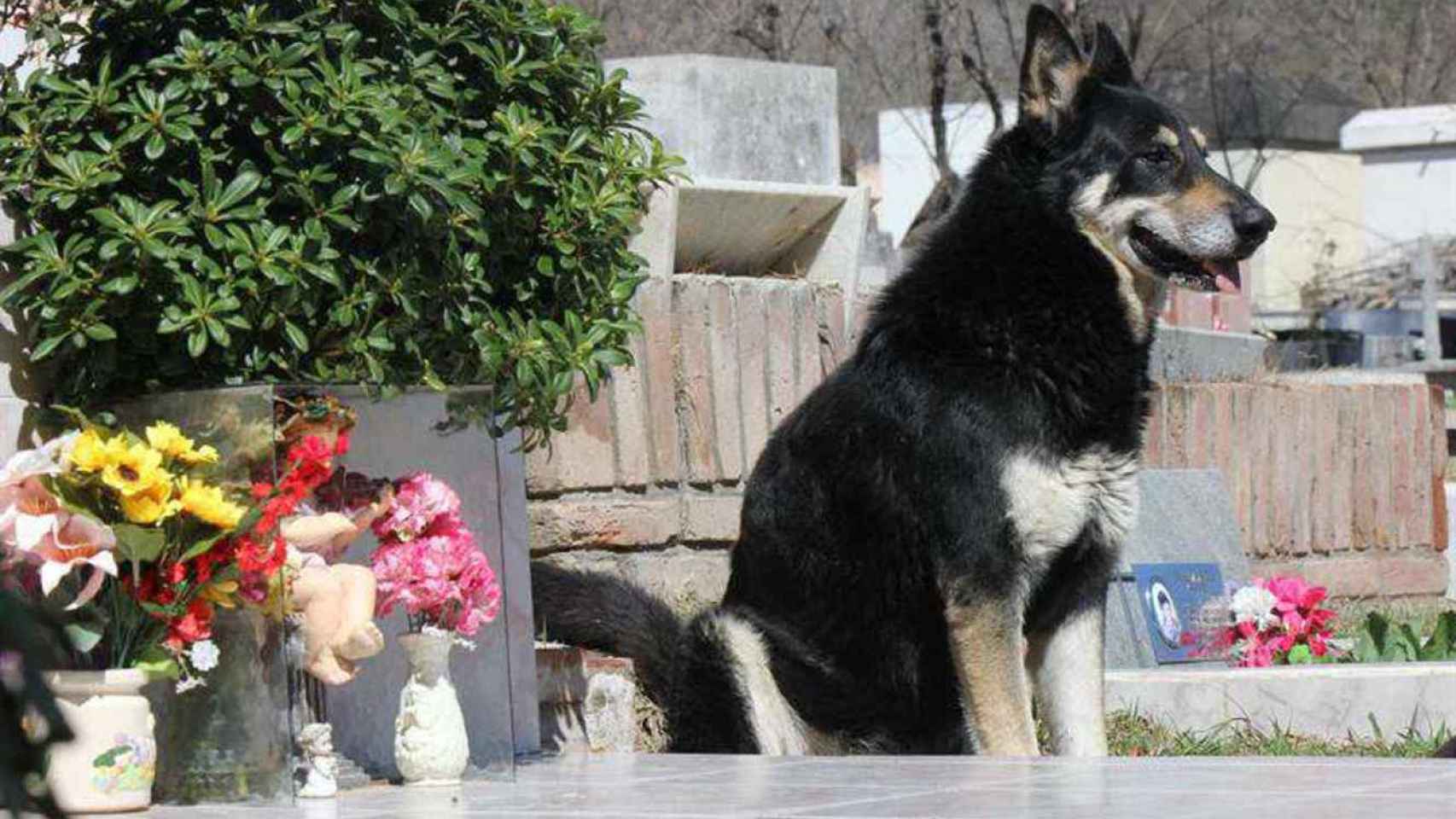 Una foto de Capitán, el perro que durmió junto a la tumba de su dueño durante años / ELONCE