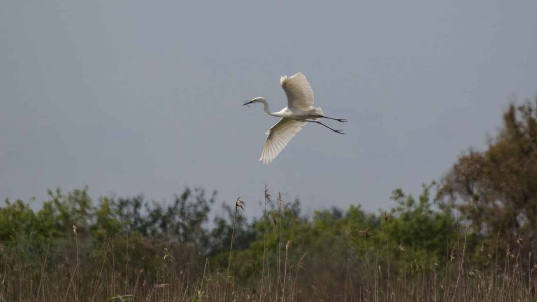 Una de las garzas que ha nidificado en Aiguamolls de l'Empordà / Territori