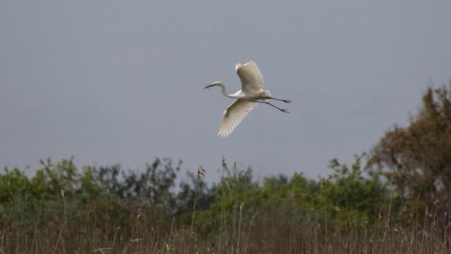Una de las garzas que ha nidificado en Aiguamolls de l'Empordà / Territori