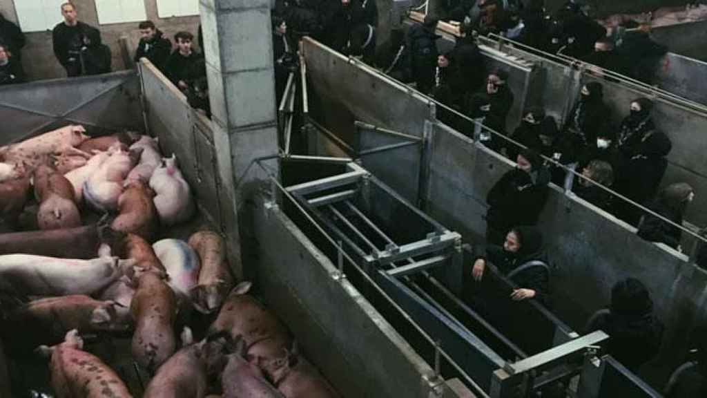 Matadero Girona / FACEBOOK LIBERATION ANIMALE 269