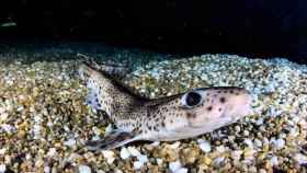 Una cría de tiburón, similar a las que ha soltado el Oceanogràfica en el Mediterráneo / EFE