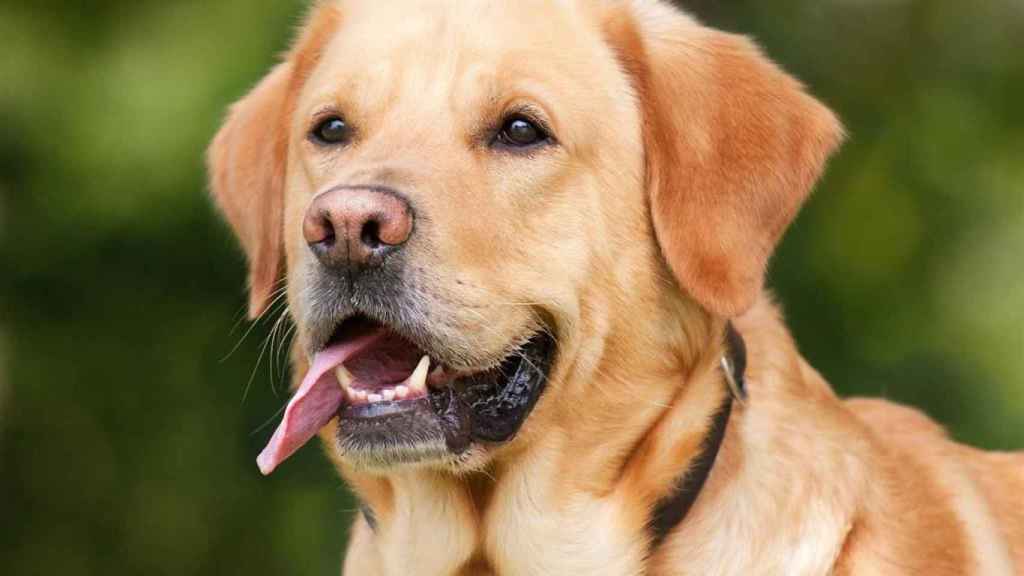 Un perro de la raza golden retriever / EP