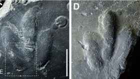 Huellas de dinosaurio encontradas en Corea / SCIENTIFIC REPORTS