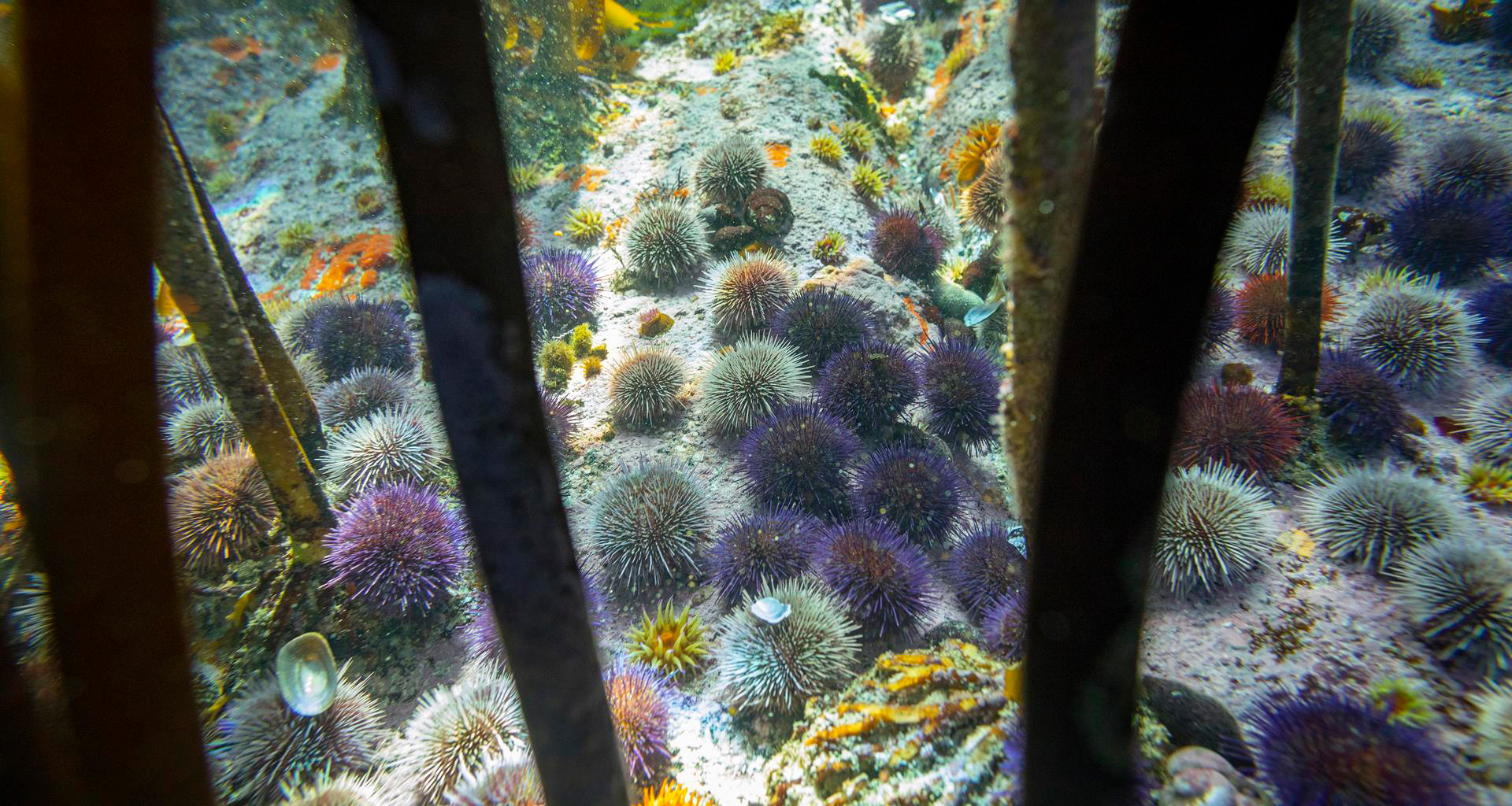 Erizos en una roca entre algas marinas en un Área Marina Protegida (AMP) en el Océano Índico a lo largo de la costa de False Bay en Ciudad del Cabo, Sudáfrica - EFE/ENIC BOTHMA