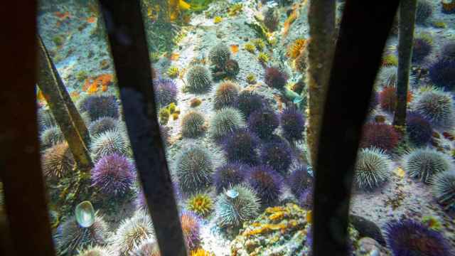 Erizos en una roca entre algas marinas en un Área Marina Protegida (AMP) en el Océano Índico a lo largo de la costa de False Bay en Ciudad del Cabo, Sudáfrica - EFE/ENIC BOTHMA
