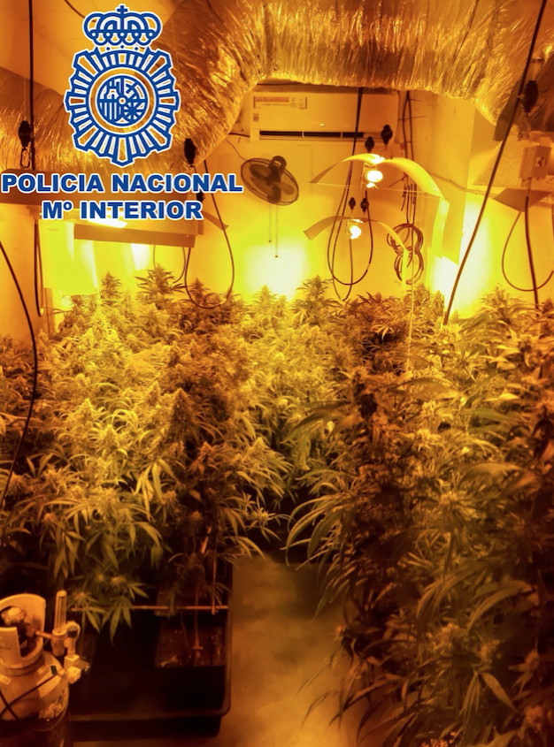 Plantación de marihuana desmantelada / POLICÍA NACIONAL