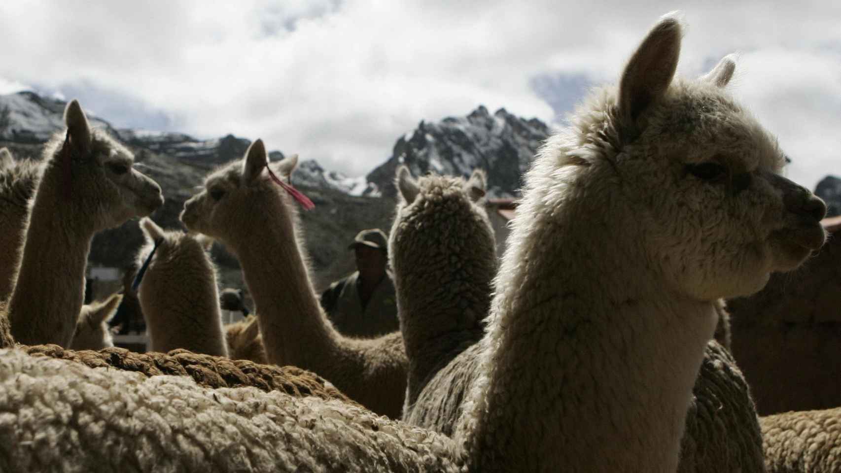 Las aplacas, animal símbolo de Perú y protagonistas del último ensayo de una vacuna contra el Covid-19 / EFE