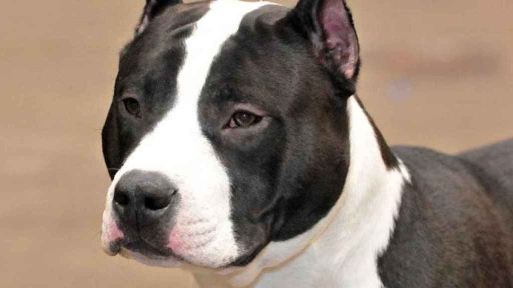 Imagen de un American Staffordshire, considerado un perro de raza peligrosa / WIKIPEDIA