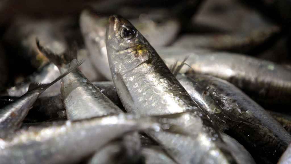 Sardinas en un mercado, en una imagen de archivo / EFE